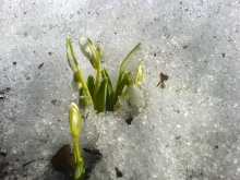 snowdrops in Carole&#039;s garden